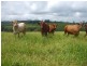 Malanda QLD 4885