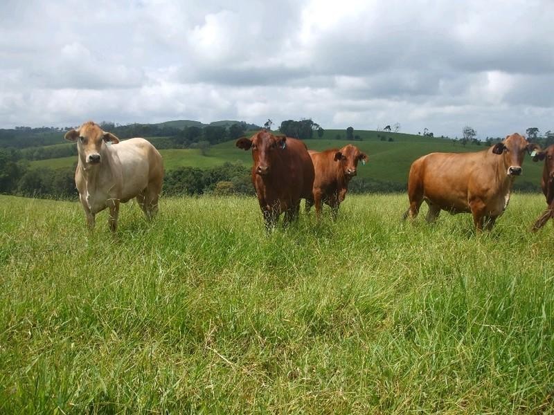 Malanda QLD 4885