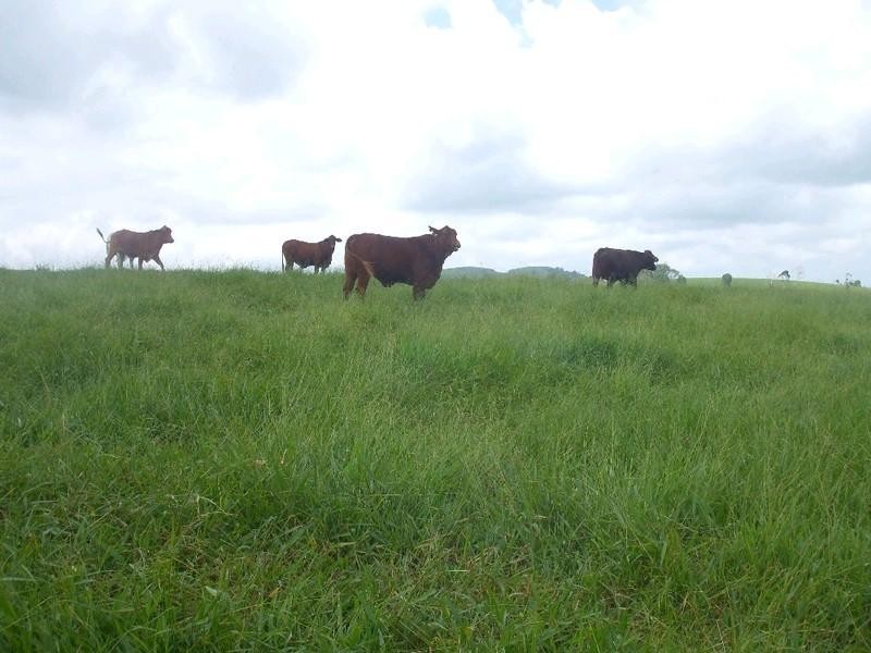Malanda QLD 4885
