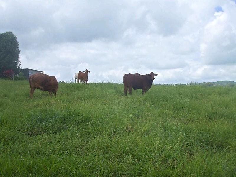 Malanda QLD 4885