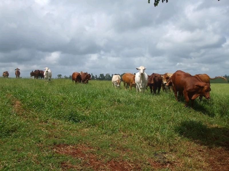 Malanda QLD 4885