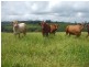 Malanda QLD 4885