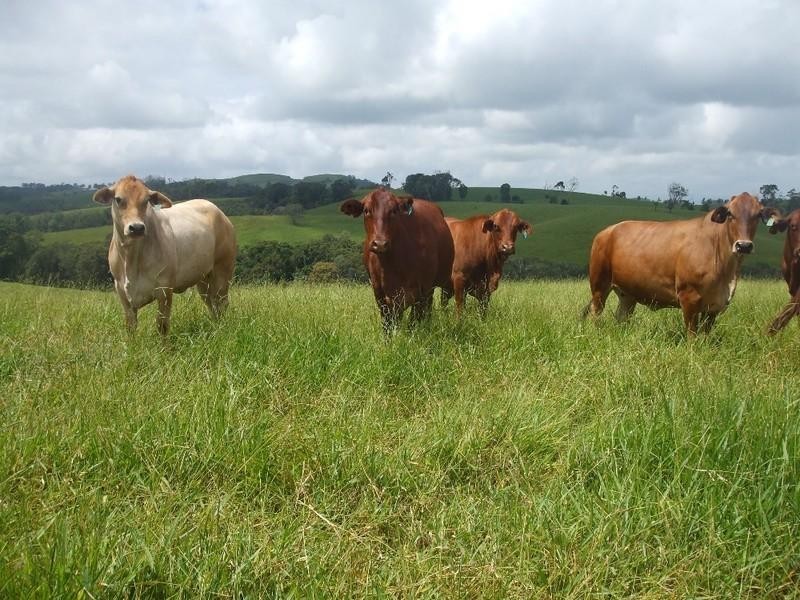 Malanda QLD 4885