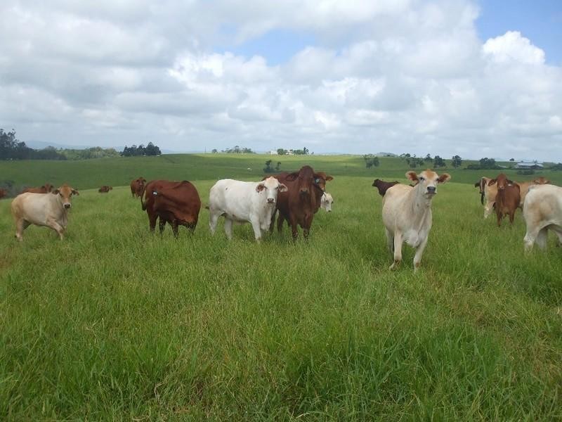 Malanda QLD 4885