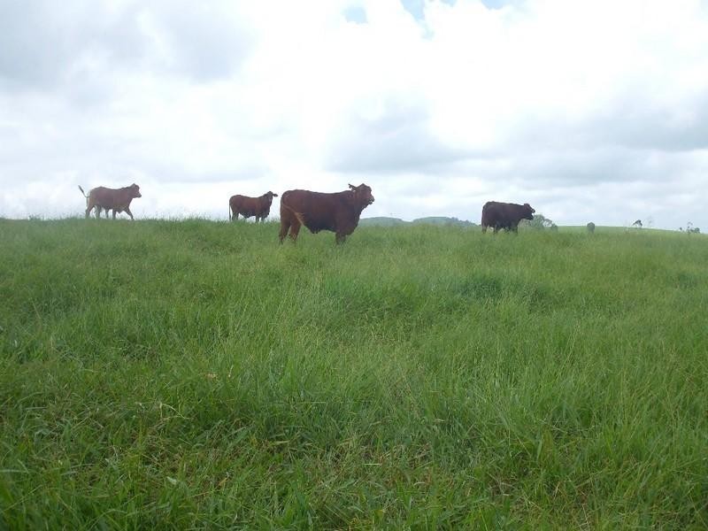 Malanda QLD 4885