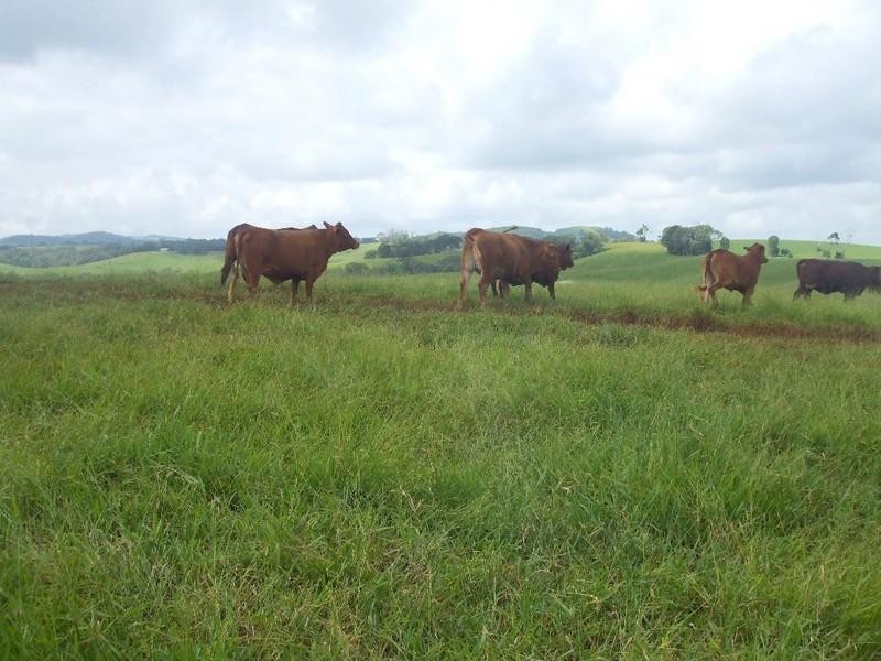 Malanda QLD 4885