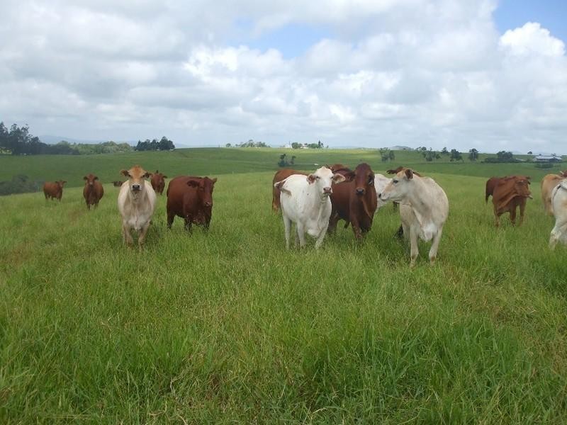 Malanda QLD 4885