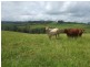 Malanda QLD 4885