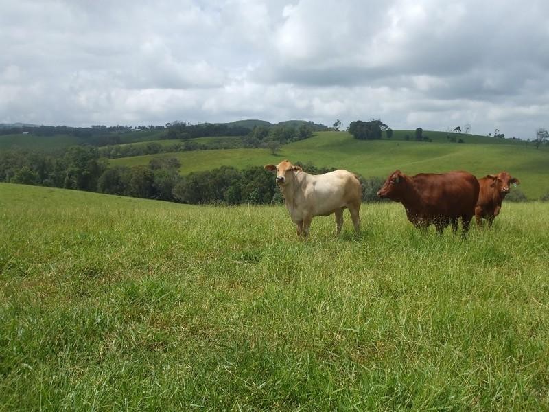Malanda QLD 4885