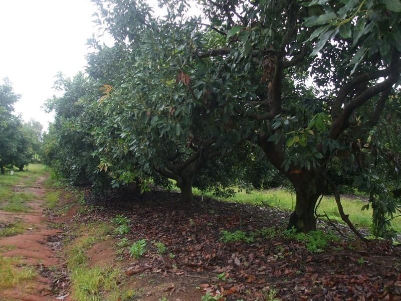 Walkamin QLD 4872