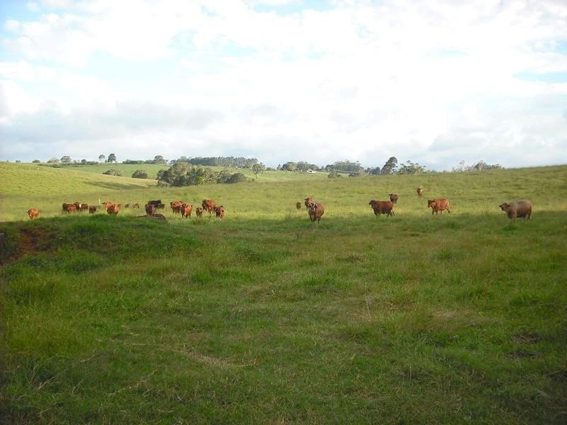 Lake Eacham QLD 4884