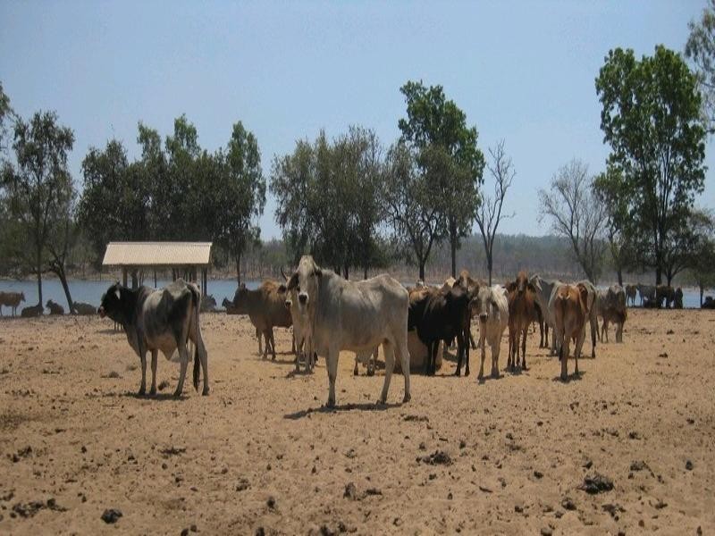 Laura QLD 4871