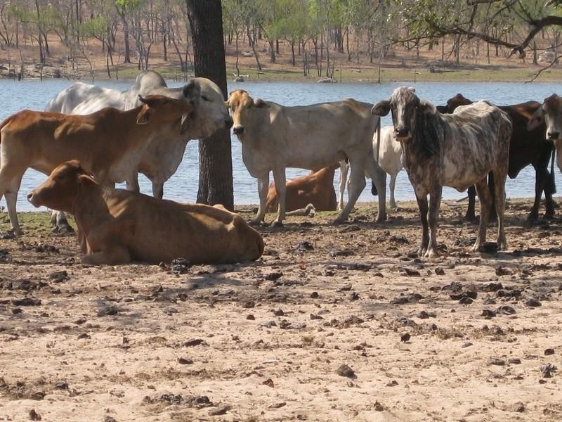 Laura QLD 4871