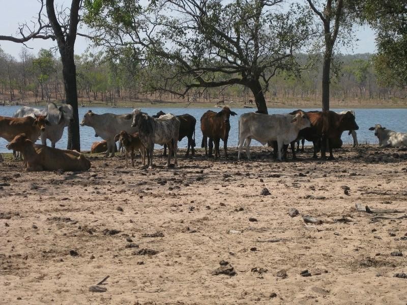 Laura QLD 4871