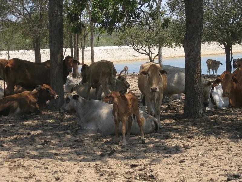 Laura QLD 4871