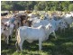 Cooktown QLD 4895