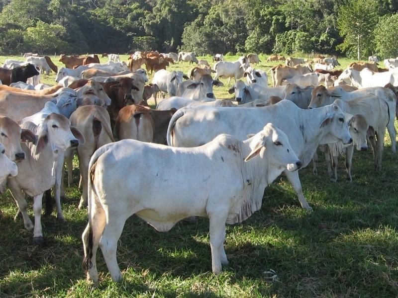 Cooktown QLD 4895