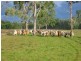 Cooktown QLD 4895