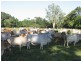 Cooktown QLD 4895