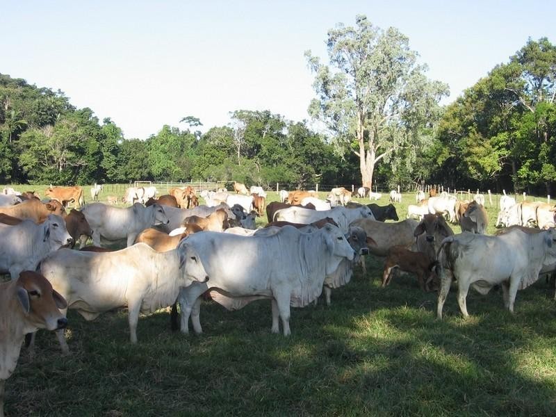 Cooktown QLD 4895