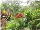 Cooktown QLD 4895