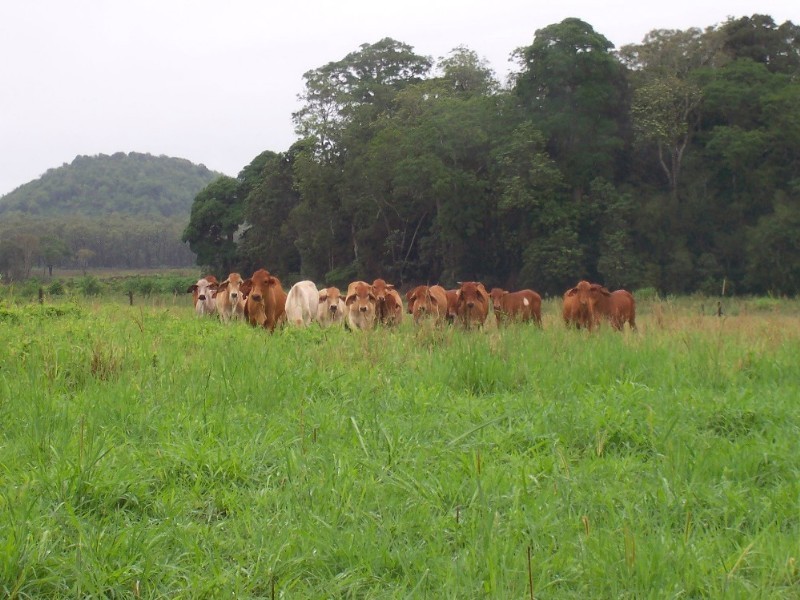 East Barron QLD 4883
