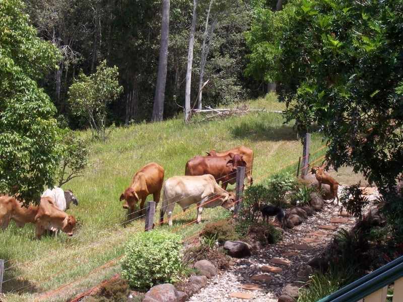 East Barron QLD 4883