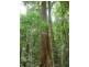 Tarzali QLD 4885