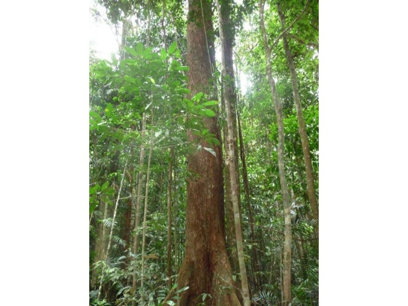 Tarzali QLD 4885