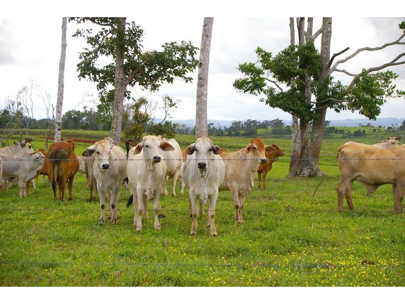 Lake Eacham QLD 4884