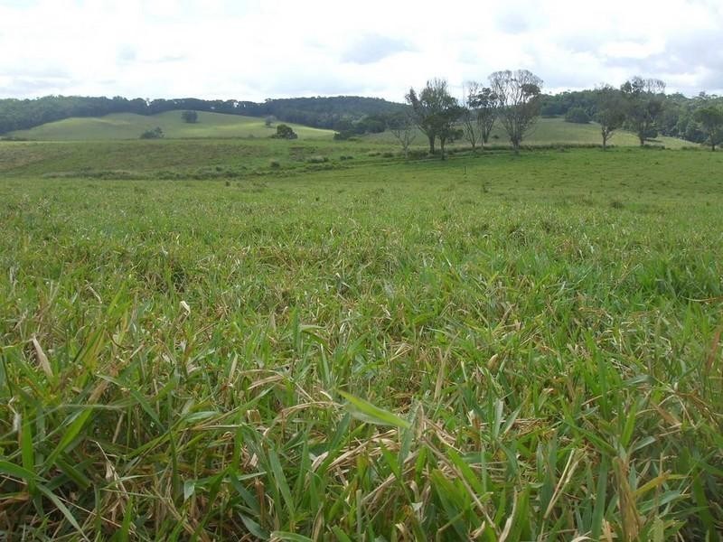 Lake Eacham QLD 4884