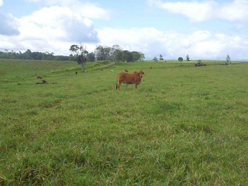 Lake Eacham QLD 4884