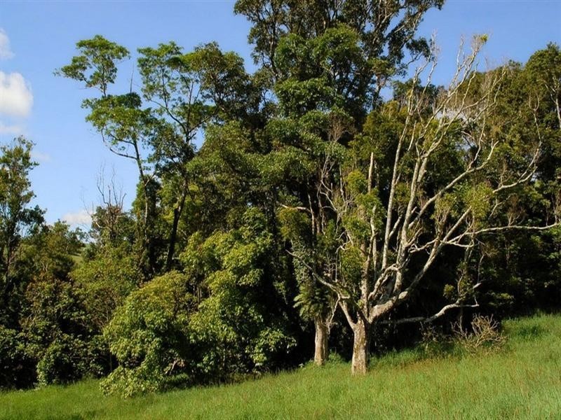 Millaa Millaa QLD 4886