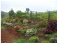 Millaa Millaa QLD 4886