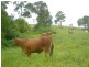Millaa Millaa QLD 4886