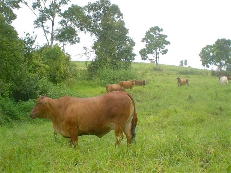 Millaa Millaa QLD 4886