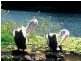 Lake Tinaroo QLD 4872