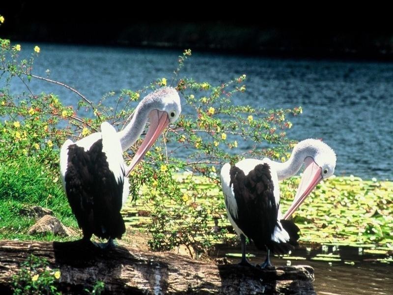 Lake Tinaroo QLD 4872