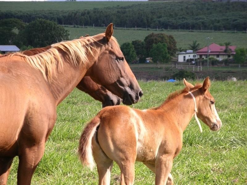 Lake Tinaroo QLD 4872