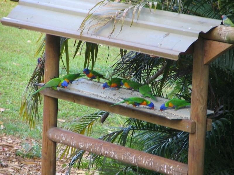 Malanda QLD 4885