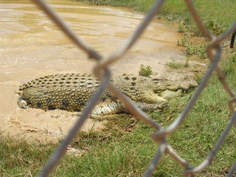 Lakeland QLD 4871