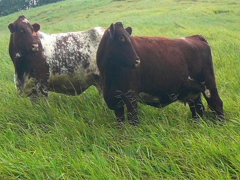 Upper Barron QLD 4883