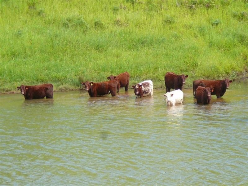 Upper Barron QLD 4883