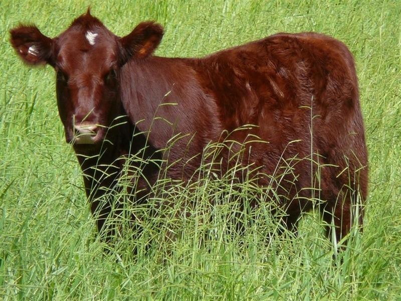 Upper Barron QLD 4883