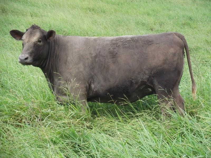 Upper Barron QLD 4883