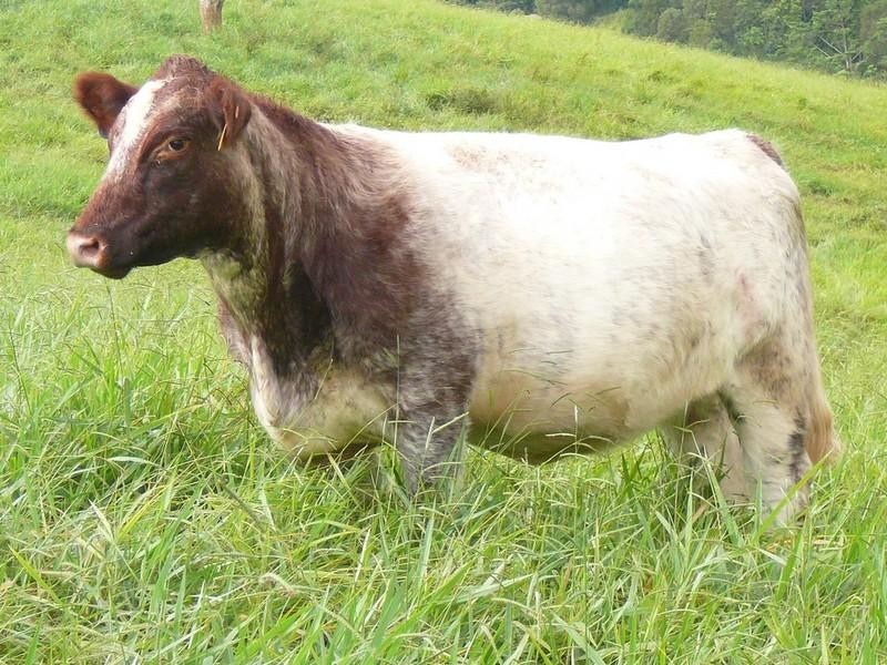 Upper Barron QLD 4883