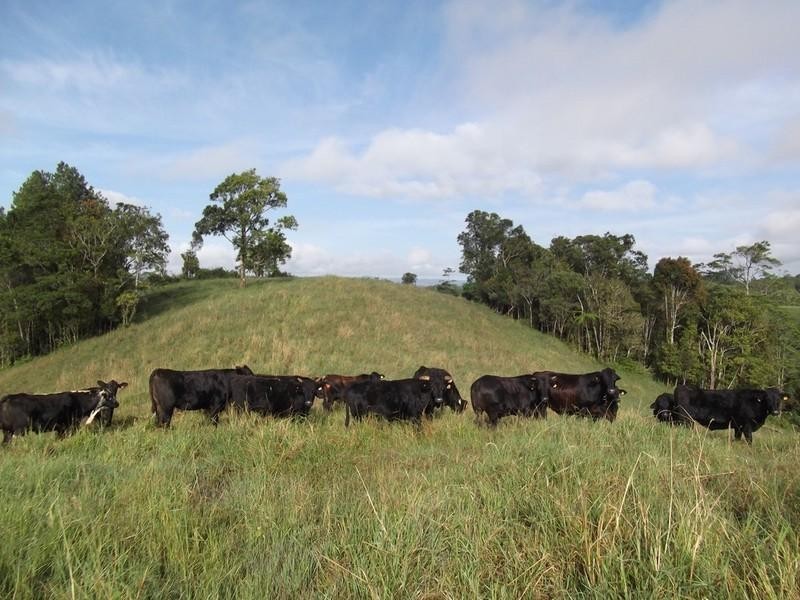 Mount Garnet QLD 4872