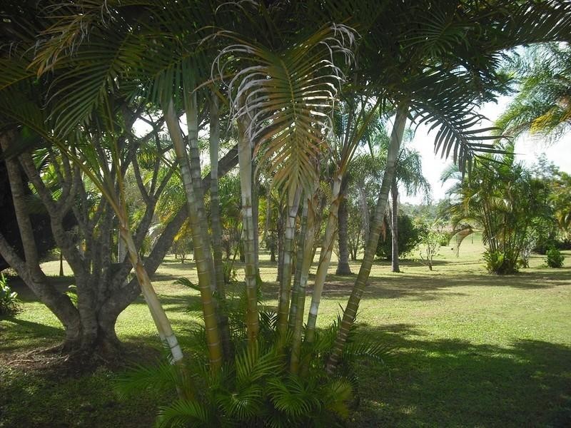 123 Pinnacle Pocket Road, Yungaburra QLD 4884