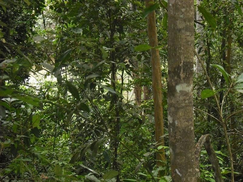 123 Pinnacle Pocket Road, Yungaburra QLD 4884