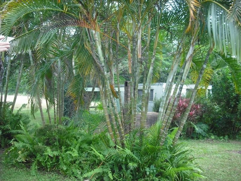 123 Pinnacle Pocket Road, Yungaburra QLD 4884